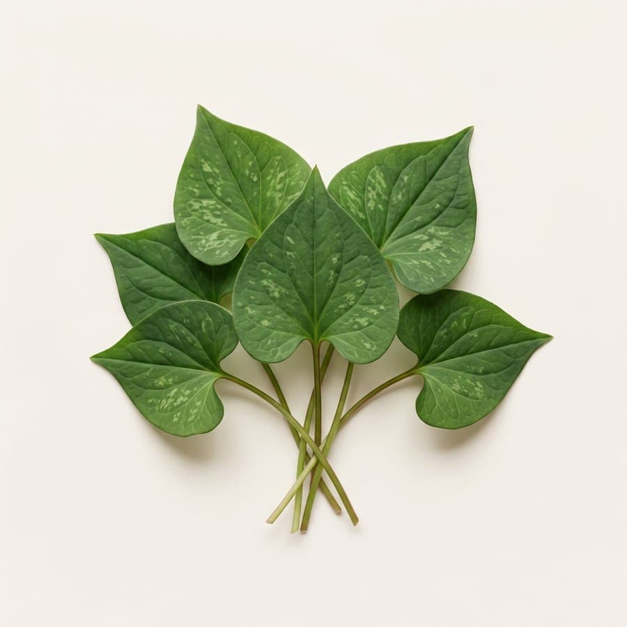 Houttuynia Cordata
