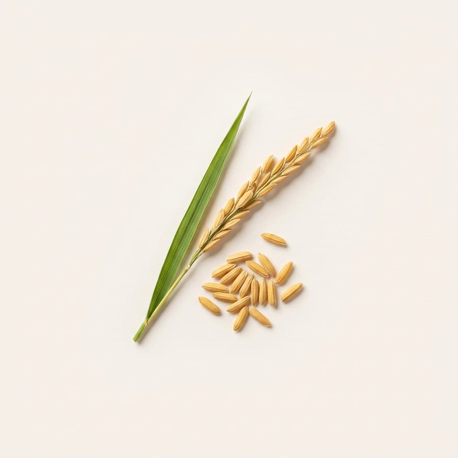 Rice Bran Oil