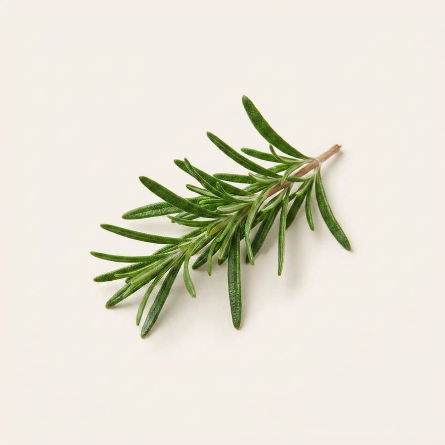 Rosemary Oleoresin